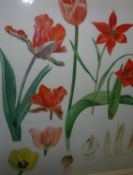 ANN SMITH "Tulips" a botanical study, watercolour, signed and dated 2001 lower right,