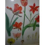 ANN SMITH "Tulips" a botanical study, watercolour, signed and dated 2001 lower right,