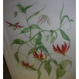 ANN SMITH “Clivia Miniata” a botanical study,