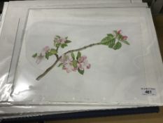 A collection of botanical watercolours and prints by Ann Smith (unframed) CONDITION