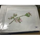 A collection of botanical watercolours and prints by Ann Smith (unframed) CONDITION