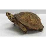 A late Victorian full tortoise mount (small), probably Victorian, approx 14.