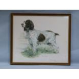 Raikes Rocket - study of a spaniel watercolour titled and signed IJC Holdsworth September 83, 50cm x