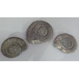 Three ammonite fossils (one repaired)