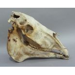 An animal skull, 40cm high x 50cm front to back