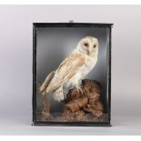 A BARN OWL STANDING ON A RUSTIC STUMP, the glazed case with painted pale blue background, 44cm x
