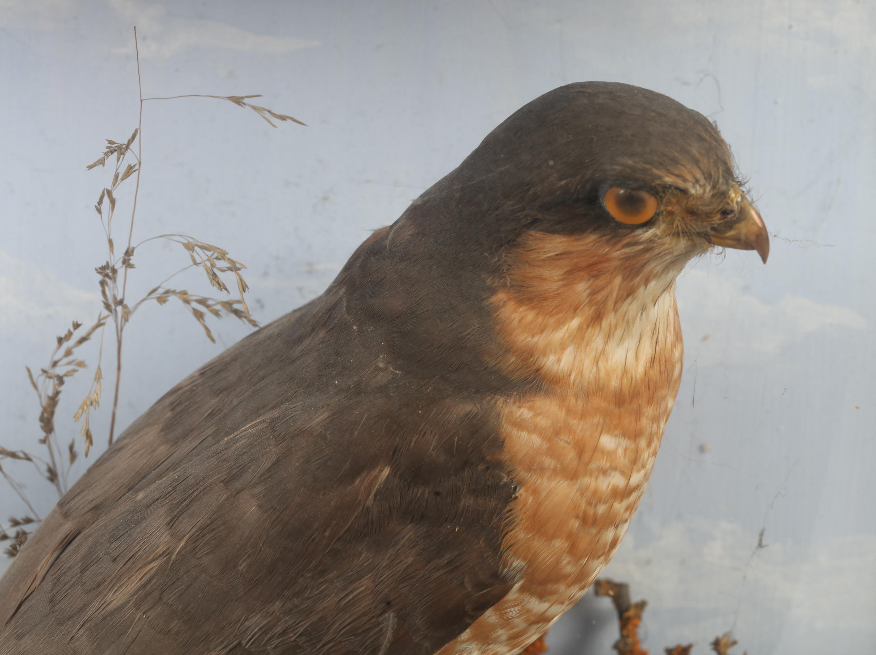 J COOPER - A SPARROWHAWK on a lichen covered branch with grasses, the back with watercolour sky - Image 2 of 2