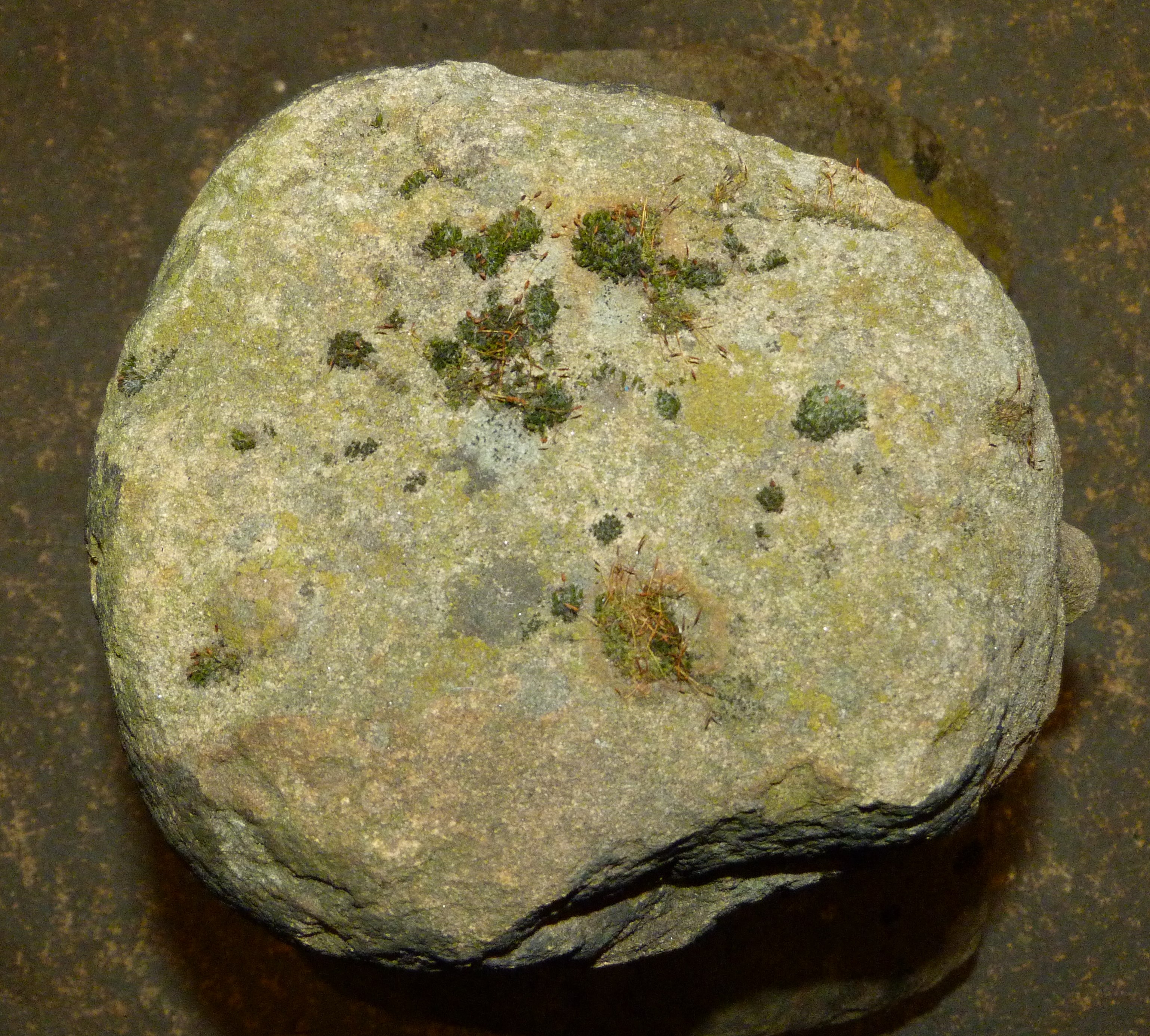 A 19TH CENTURY STONE SCULPTURE OF A MALE HEAD AND SHOULDERS the face re-carved, 40cm wide x 29cm - Image 4 of 8