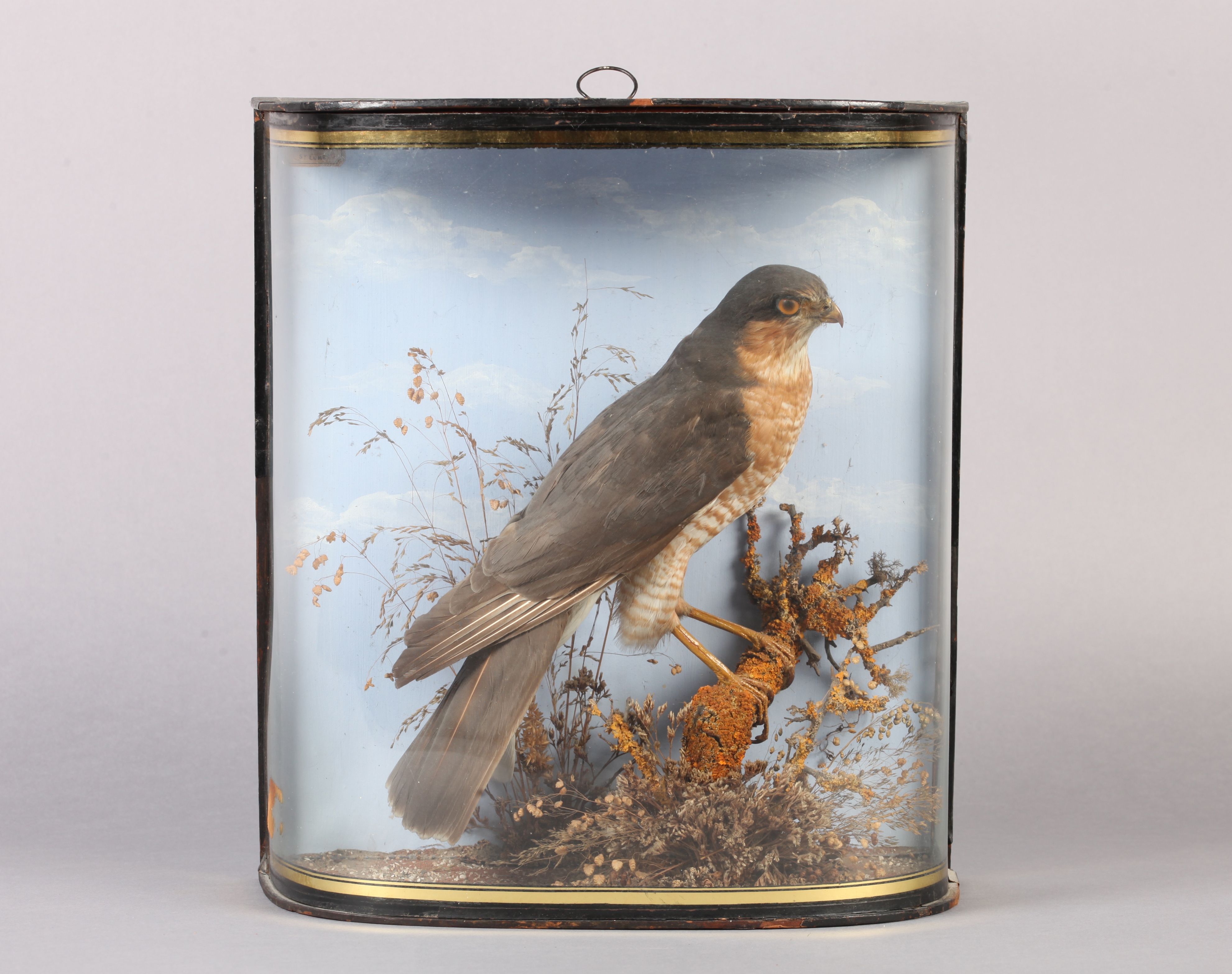 J COOPER - A SPARROWHAWK on a lichen covered branch with grasses, the back with watercolour sky