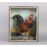 A BANTAM COCKEREL STANDING ON A RUSTIC STUMP, the glazed case painted to the back with houses and
