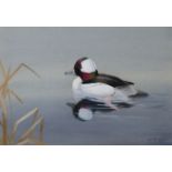 ARR PHILIP RICKMAN (1891-1982), Male Bufflehead Duck, swimming, watercolour, signed and dated 1972