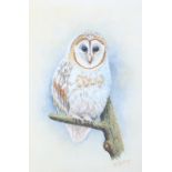 CHARLES HENRY CHIFFORD BALDWYN (1859-1913) Barn owl on a branch, watercolour heightened with body