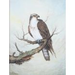 MICHAEL L POWELL - STUDY OF A BIRD OF PREY resting on a branch, a winter sky beyond, watercolour