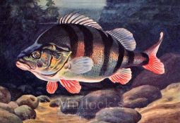 Collection of Bernard Venables colour fishing prints (4) – set of 4 coarse fish colour prints publ’d