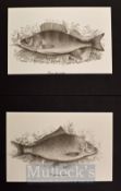 Set of 6 x fishing drawing prints – all with latin titles to incl Rutilus rutilus (Roach); Abramis