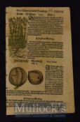 Early Herbal Quire Of 6 Leaves From "Lonicer" A Kreuterbuch 1564 The woodcuts were hand coloured