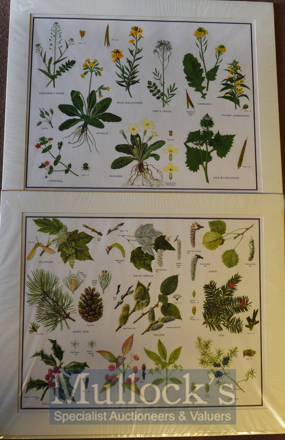 Collection of Coloured Prints of Flowers/Plants – circa 1944 – mounted ready to frame, measures - Image 2 of 2