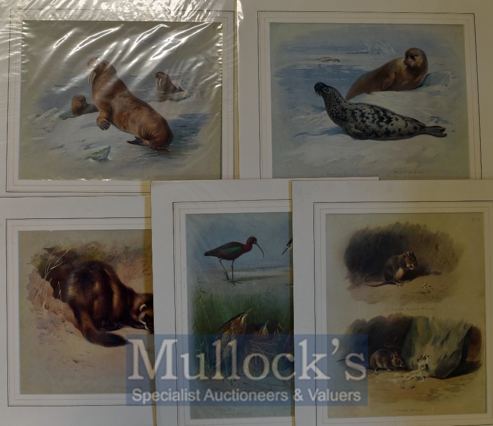 A Thornburn - Prints Featuring Seals, others, Birds mounted ready for framing 40 x 35cm (5)