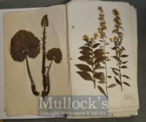 Circa 1920s Scrap Book containing various Flowers and Plants with accompanying labels includes