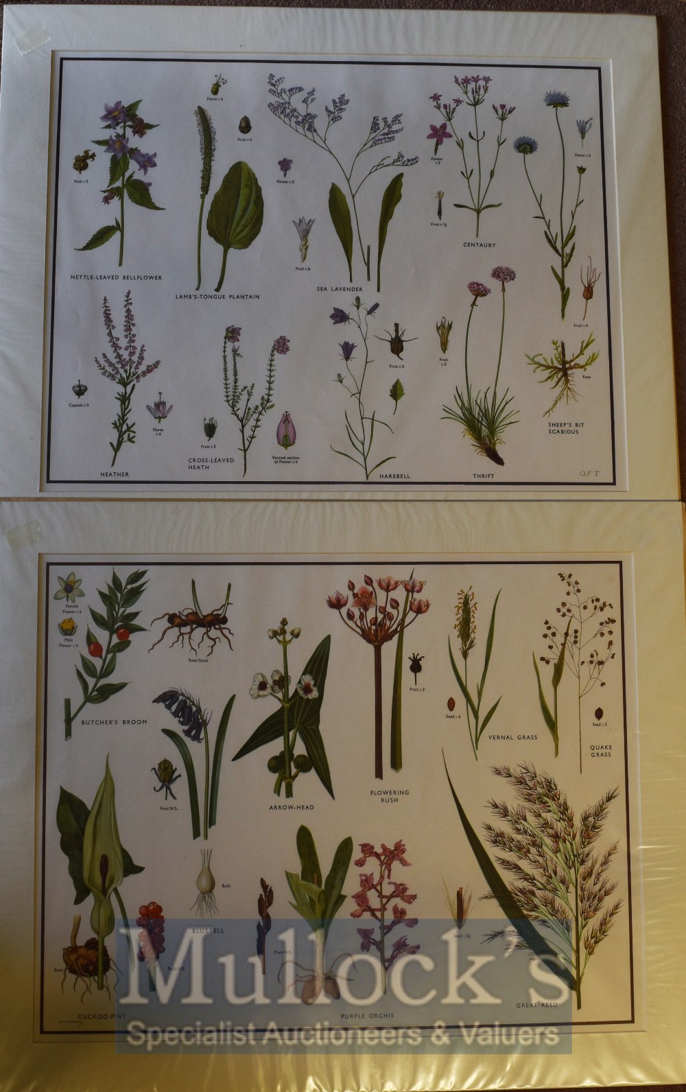 Collection of Coloured Prints of Flowers/Plants – circa 1944 – mounted ready to frame, measures
