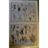 Collection of Coloured Prints of Flowers/Plants – circa 1944 – mounted ready to frame, measures