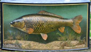 Preserved Cased Golden Carp c.1941 – original glass bow front case with J Cooper & Son trade label