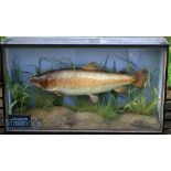 Preserved Cased Trout – in the original flat fronted glass case with half glass side panels