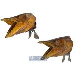 Pair of early preserved Pike heads - preserved with jaws open and front fins showing^ accompanied by