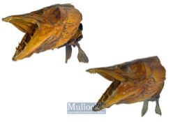 Pair of early preserved Pike heads - preserved with jaws open and front fins showing^ accompanied by