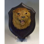 Preserved Otter Head on wood shield by Roland Ward^ Piccadilly^ London^ dated August 1919^ well