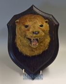 Preserved Otter Head on wood shield by Roland Ward^ Piccadilly^ London^ dated August 1919^ well