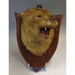 Preserved Otter Head possibly Spicer^ mounted on mahogany shield 10x7”^ mounted with open mouth