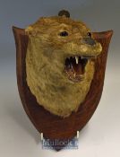 Preserved Otter Head possibly Spicer^ mounted on mahogany shield 10x7”^ mounted with open mouth