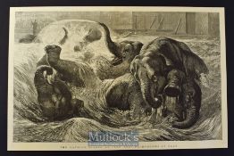 India - Pachyderms at Play The Bathing Season at the Zoo original large engraving published Sept