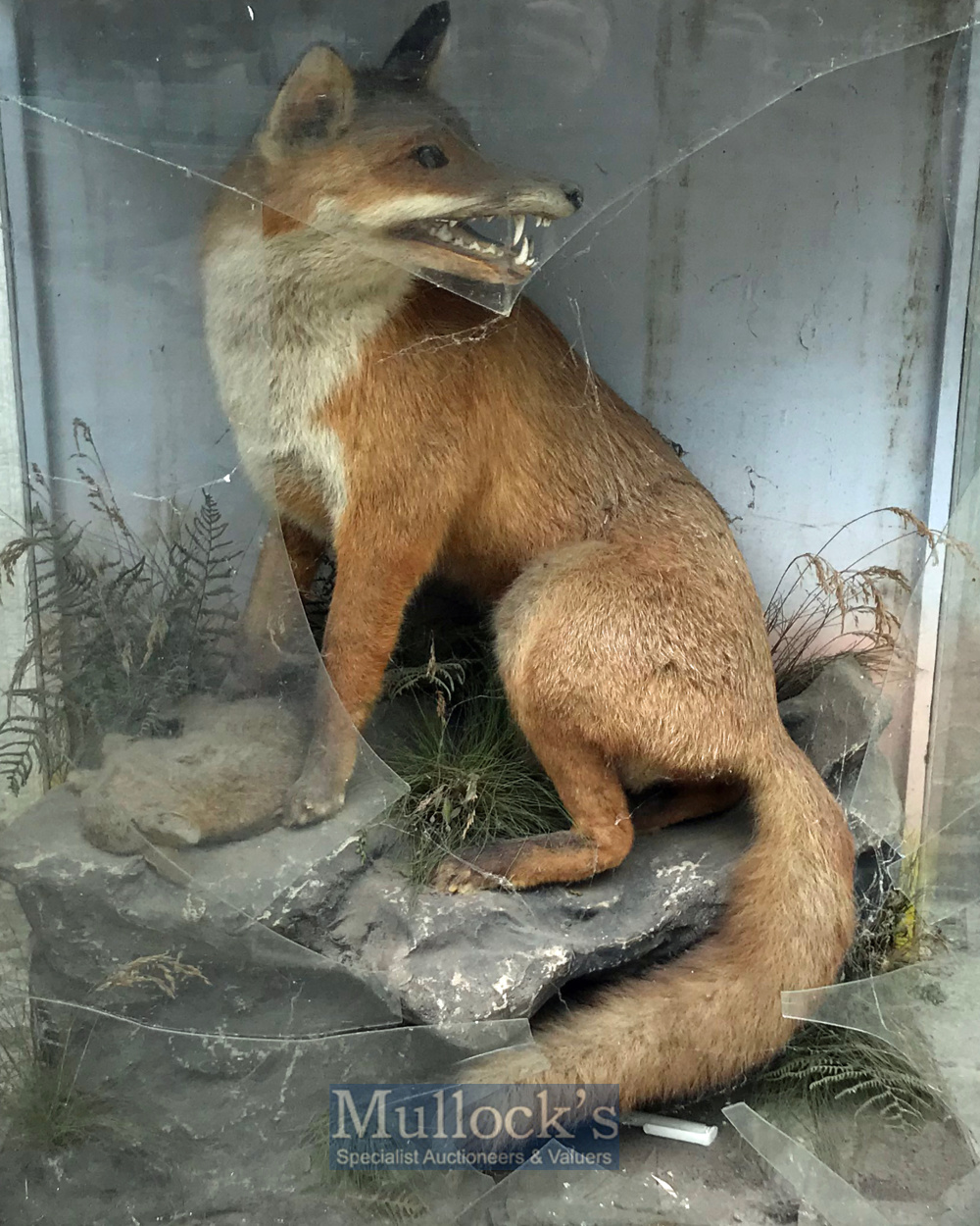 Taxidermy – Fox and Rabbit mounted on rock scene with fauna, appears in good condition, no mothing