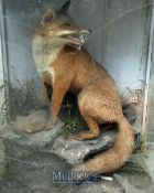 Taxidermy – Fox and Rabbit mounted on rock scene with fauna, appears in good condition, no mothing