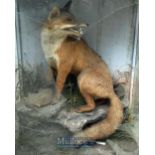 Taxidermy – Fox and Rabbit mounted on rock scene with fauna, appears in good condition, no mothing