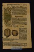 Early Herbal Quire Of 6 Leaves From “Lonicer” A Kreuterbuch 1564 The woodcuts were hand coloured