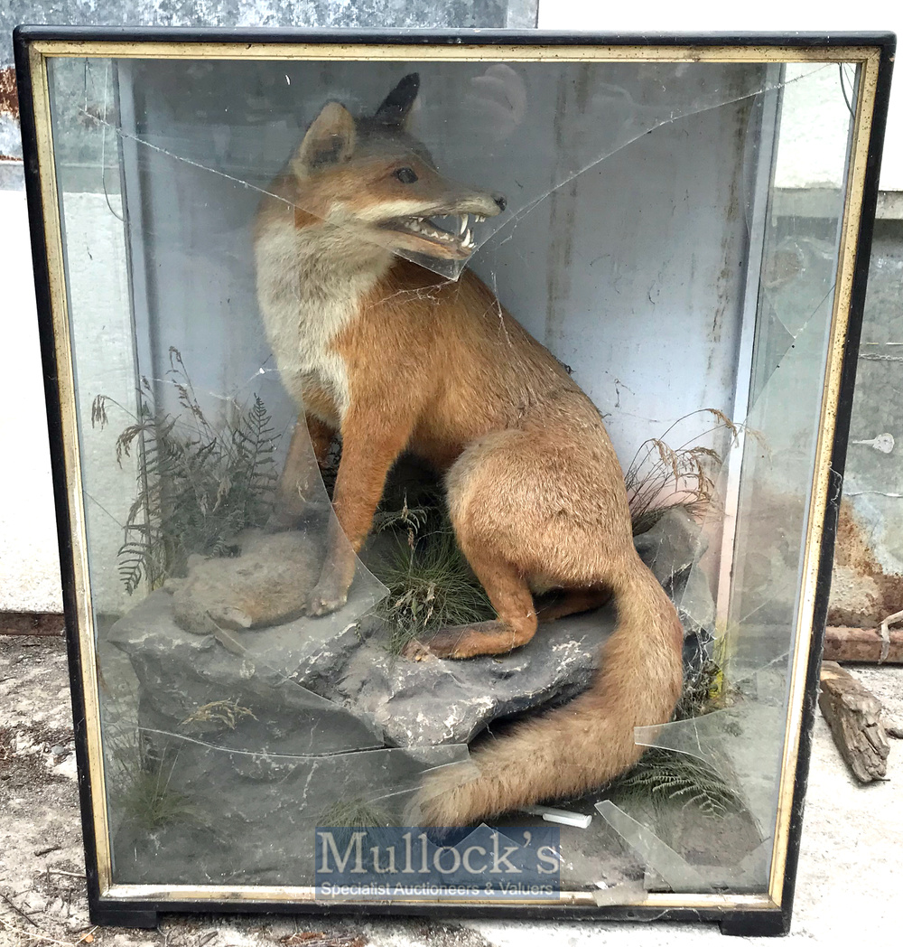 Taxidermy – Fox and Rabbit mounted on rock scene with fauna, appears in good condition, no mothing - Image 2 of 2