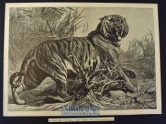 India - Le Roi Des Jungles (King of the Jungle) original engraving after painting by Bouverie