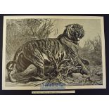 India - Le Roi Des Jungles (King of the Jungle) original engraving after painting by Bouverie