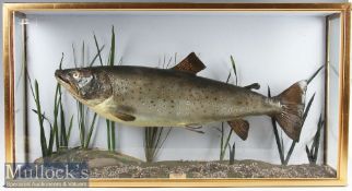 Preserved Cased Sea Trout in original flat fronted case with glass side panels - ice blue back panel