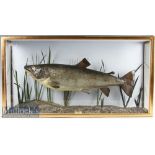 Preserved Cased Sea Trout in original flat fronted case with glass side panels - ice blue back panel