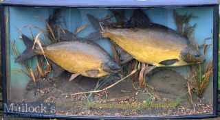 Pair of Preserved Cased Bream - mounted in bow fronted case with replaced glass c/w gilt inscription