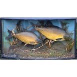 Pair of Preserved Cased Bream - mounted in bow fronted case with replaced glass c/w gilt inscription