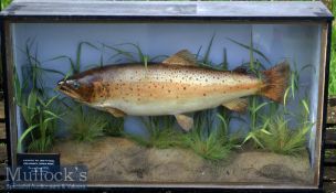 Preserved Cased Trout – in the original flat fronted glass case with half glass side panels