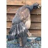 Taxidermy – Large Capercaillie perched on branch affixed to slated mount^ measures 80cm approx.