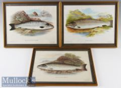 3x Fishing Prints depicting Galway Sea Trout^ Salmon and Grisle or Young Salmon^ all framed^