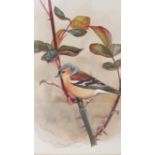TIMOTHY GREENWOOD Chaffinch on a rose, watercolour, signed, 26.2cm x 23cm