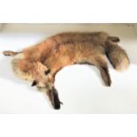 FOX SKIN with head and brush, felt backed, 93cm long